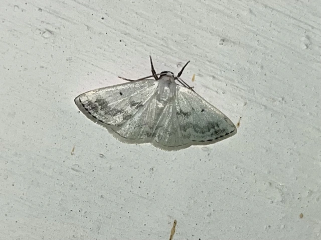 Lomographa temerata - foltos fehéraraszoló