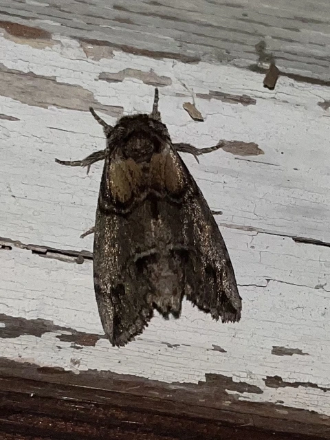 Drymonia velitaris - hegyi púposszövő