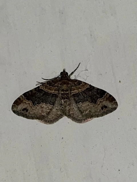 Xanthorhoe ferrugata - kerti tarkaaraszoló