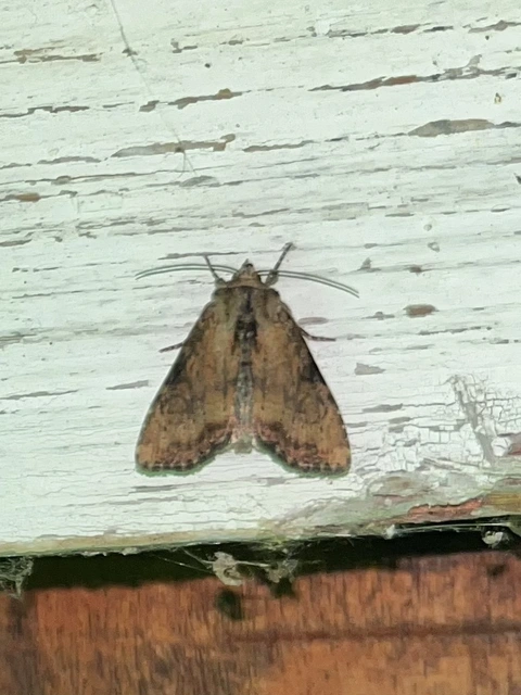 Loscopia scolopacina - csinos dudvabagoly