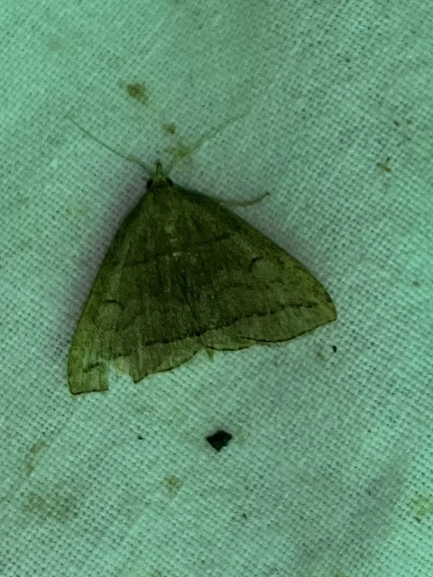 Herminia tarsicrinalis - szőröslábú karcsúbagoly
