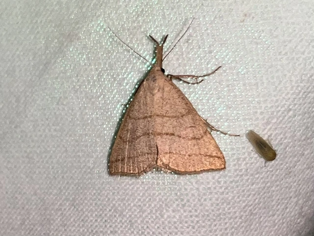 Polypogon tentacularia - sötétaljú karcsúbagoly