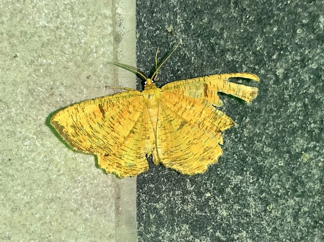 Angerona prunaria - sárga kökényaraszoló