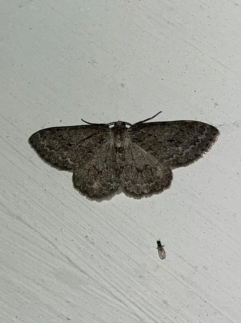 Ectropis crepuscularia - avararaszoló