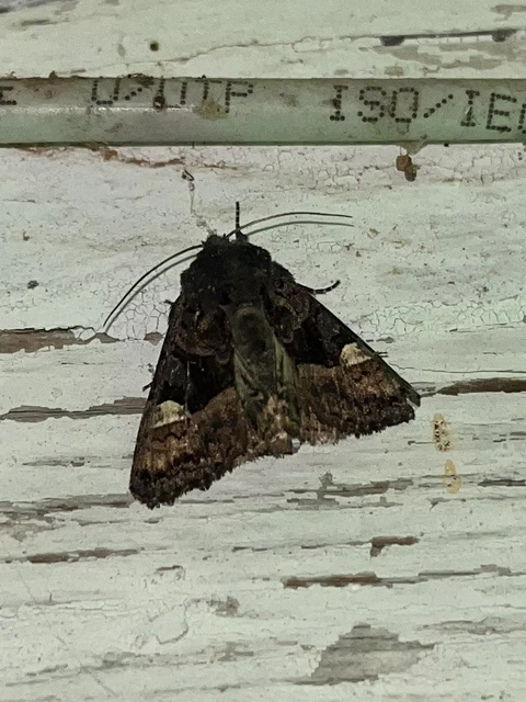 Euplexia lucipara - szeder-csipkésbagoly