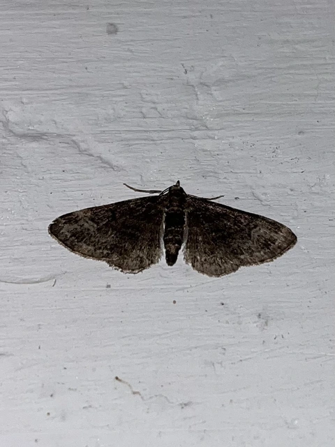 Pasiphila rectangulata - almavirág-araszoló