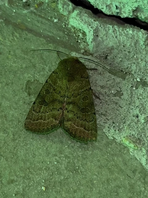 Hoplodrina octogenaria - barna selymesbagoly