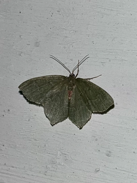 Hemithea aestivaria - nyír-zöldaraszoló