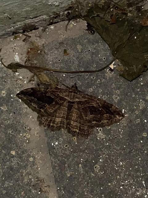 Philereme transversata - varjútövis-araszoló