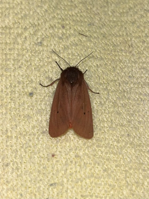 Phragmatobia fuliginosa - füstös medvelepke