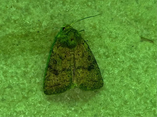 Hoplodrina octogenaria - barna selymesbagoly