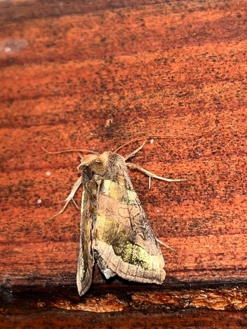 Diachrysia chrysitis - aranybagoly