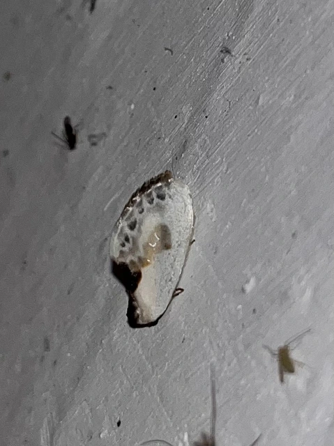 Cilix glaucata - törpe sarlósszövő