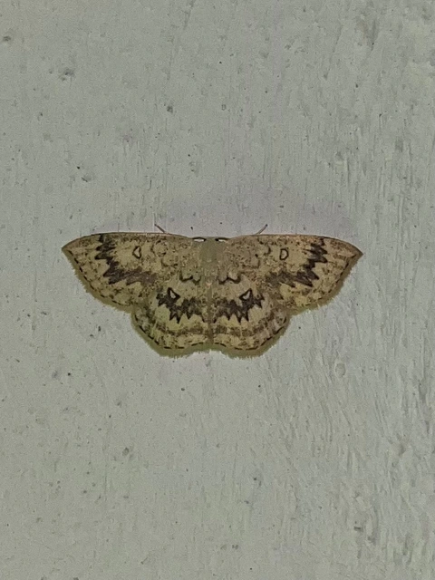 Cyclophora annularia - gyűrűs pettyesaraszoló