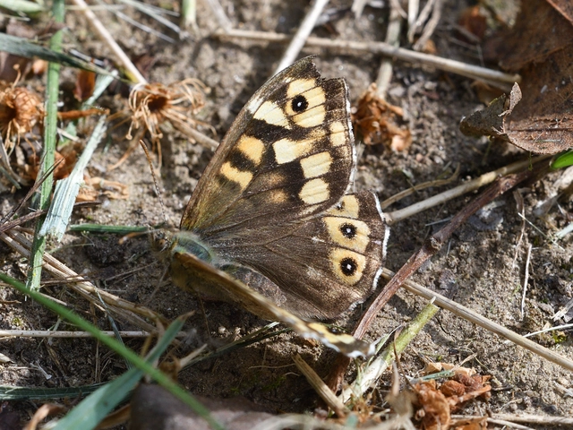 Pararge aegeria tircis - erdei szemeslepke