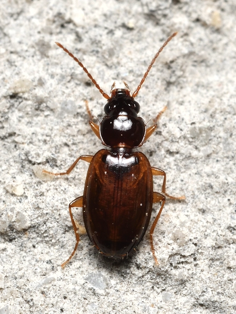 Trechus quadristriatus - közönséges fürgefutonc