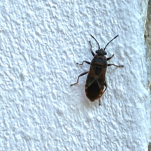 Arocatus melanocephalus