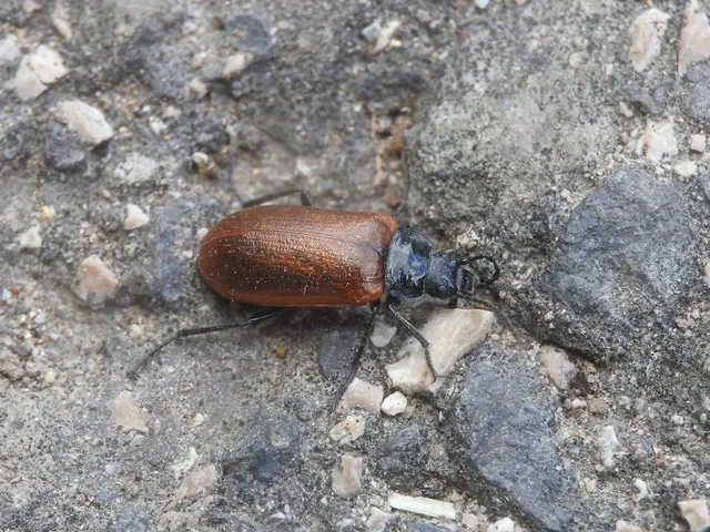 Omophlus proteus - közönséges pejbogár Omophlus proteus - közönséges pejbogár