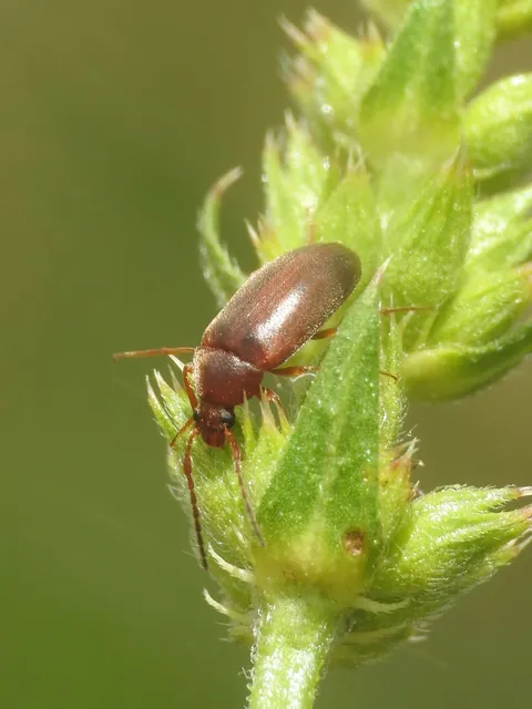 Isomira antennata - vastagcsápú alkonybogár
