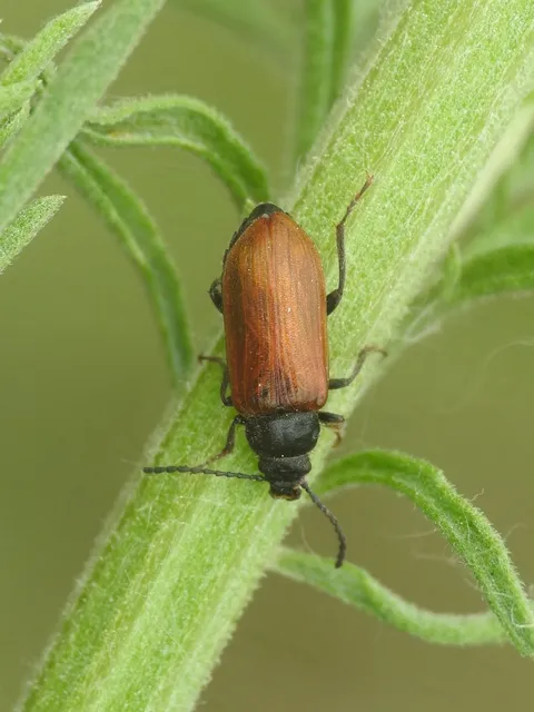 Omophlus proteus - közönséges pejbogár Omophlus proteus - közönséges pejbogár