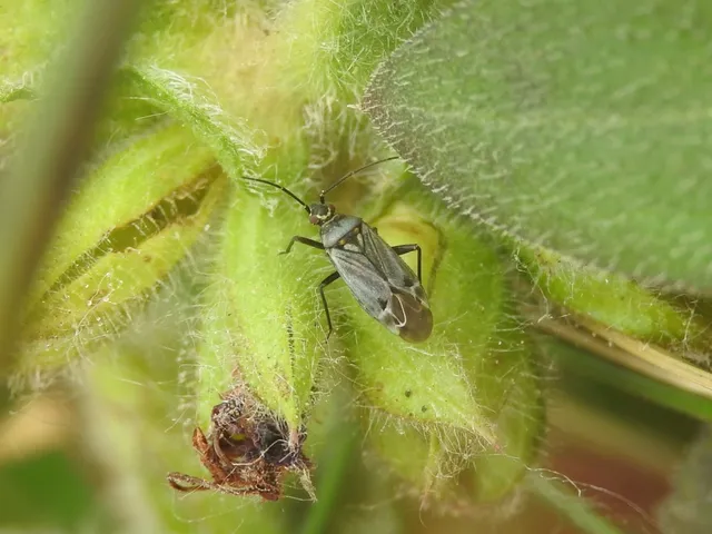 Macrotylus herrichi - zsálya-mezeipoloska