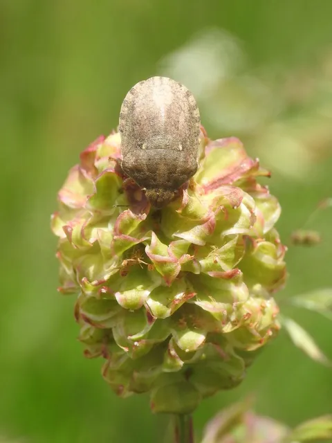 Eurygaster