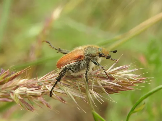 Chaetopteroplia segetum - rozsszipoly