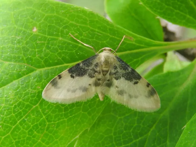 Idaea filicata - sötéttövű apróaraszoló