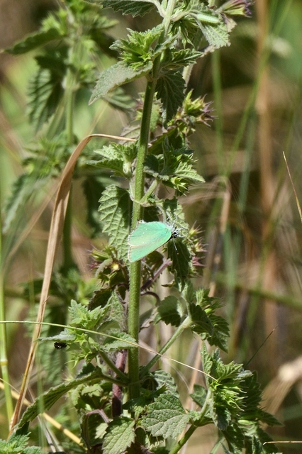 Callophrys rubi - zöldfonákú lepke