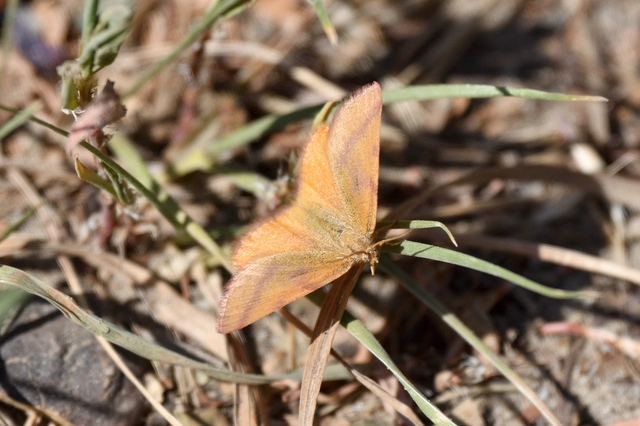 Lythria purpuraria - bíborsávos araszoló