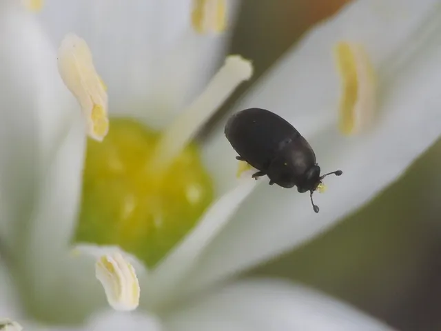 Meligethinae Meligethinae