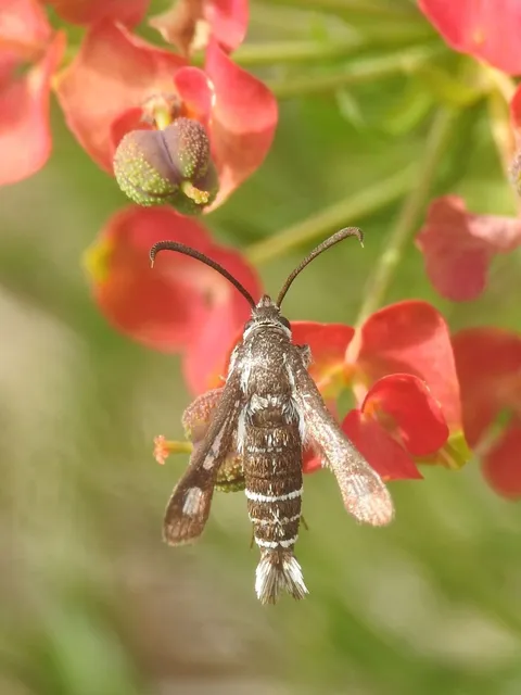 Sesiidae - szitkárfélék