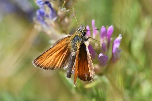 Thymelicus lineola - vonalas busalepke