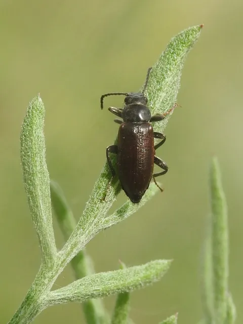 Omophlus lividipes - kis pejbogár Omophlus lividipes - kis pejbogár
