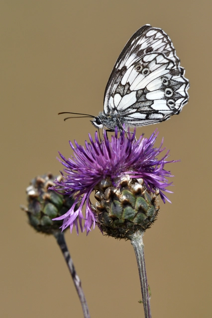 Melanargia galathea - sakktáblalepke