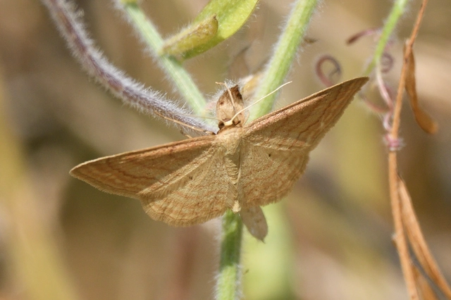 Idaea rufaria - vörhenyes sávosaraszoló