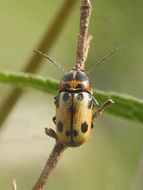 Cryptocephalus quatuordecimmaculatus - tizennégyfoltos zömökbogár
