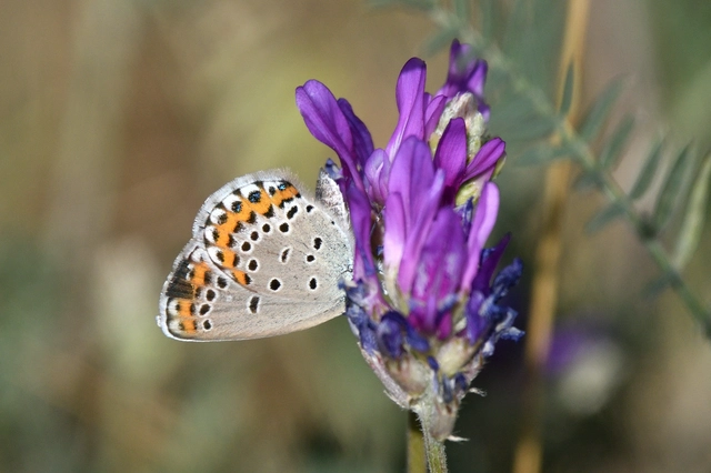 Plebejus argyrognomon - tintakék boglárka