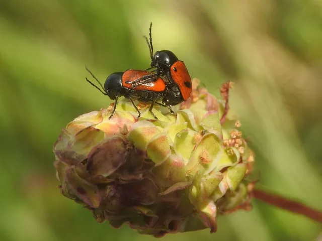 Cryptocephalus bipunctatus - kétpettyes zömökbogár