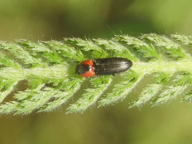 Cardiophorus discicollis - korongfoltos szívespattanó Cardiophorus discicollis - korongfoltos szívespattanó