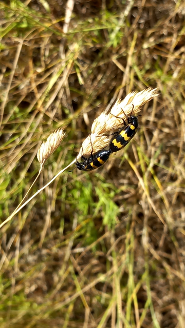 Mylabris variabilis - szalagos hólyaghúzó Mylabris variabilis - szalagos hólyaghúzó
