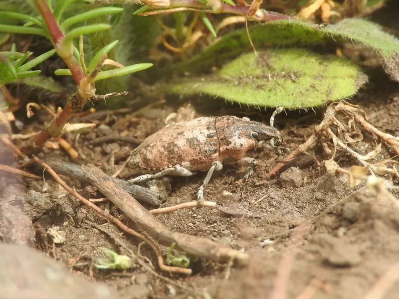 Pachycerus