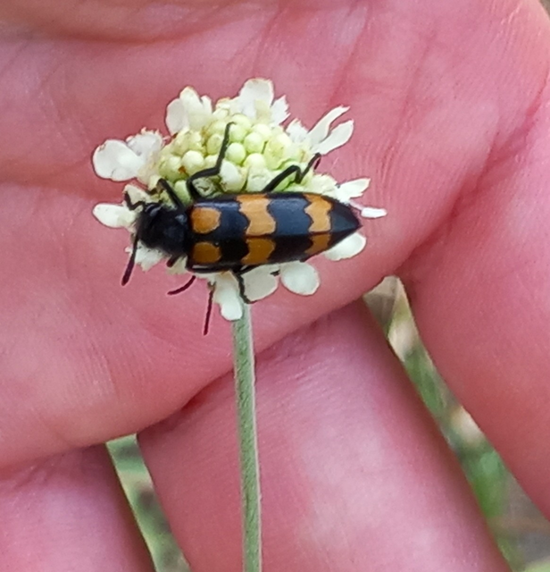 Mylabris variabilis - szalagos hólyaghúzó Mylabris variabilis - szalagos hólyaghúzó