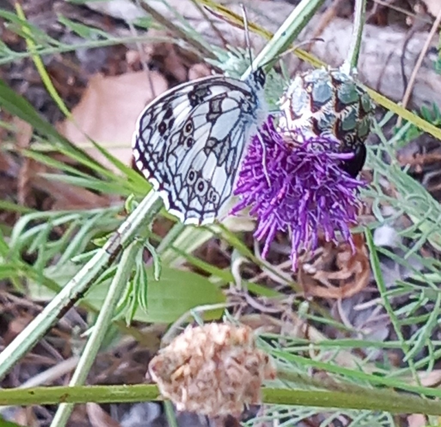 Melanargia galathea - sakktáblalepke
