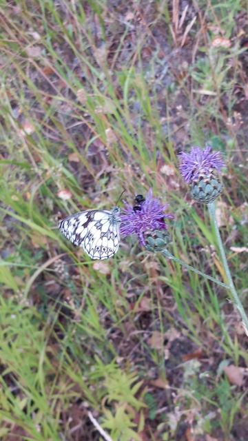 Melanargia galathea - sakktáblalepke