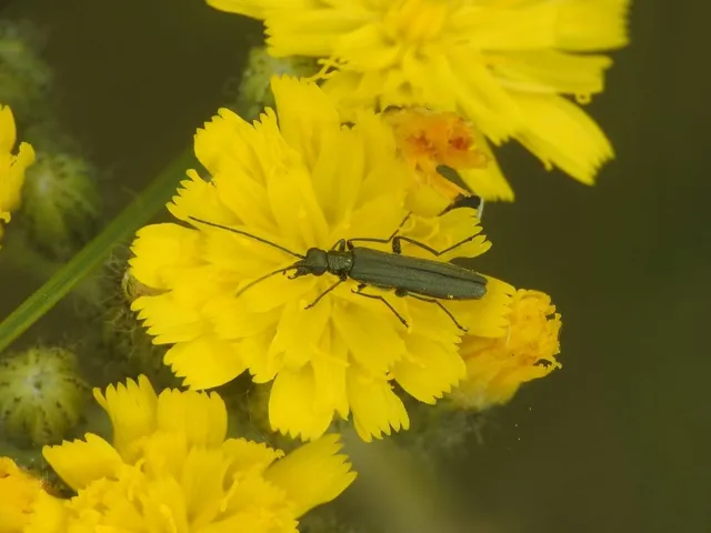 Oedemera