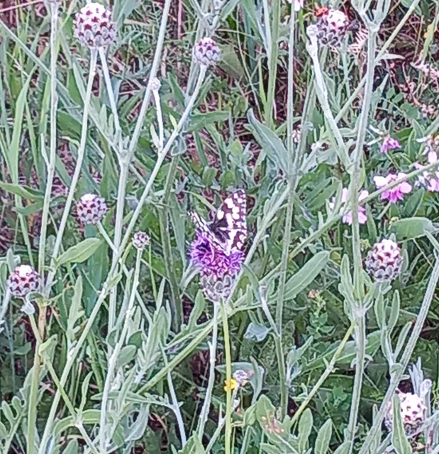 Melanargia galathea - sakktáblalepke