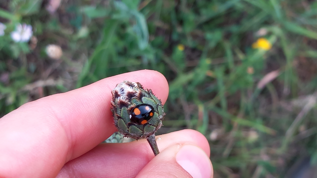 Harmonia axyridis - harlekinkatica
