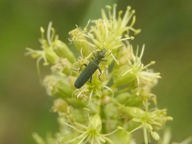 Oedemera