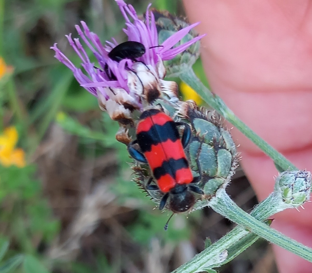 Trichodes apiarius - szalagos méhészbogár